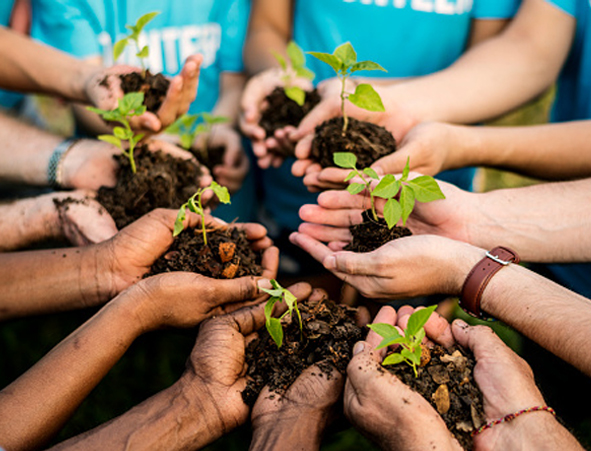 People planting seedlings